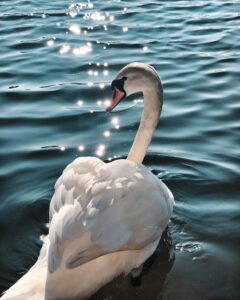 Swan